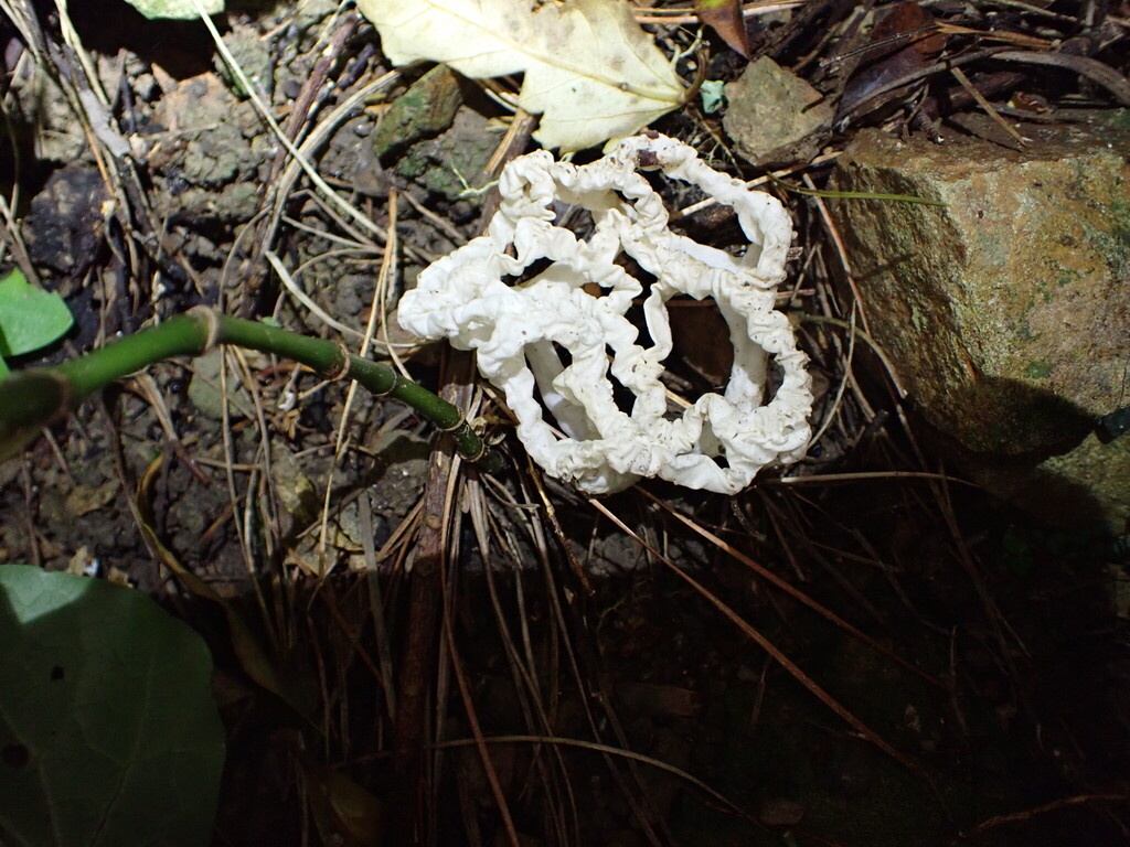 Ileodictyon cibarium · April 2026 · photo: © naturewatchwidow (iNaturalist, cc-by)