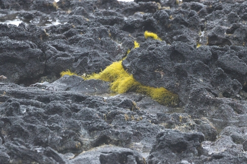 Ahnfeltiopsis observed 2026-04-27