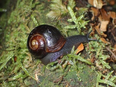 Victaphanta compacta