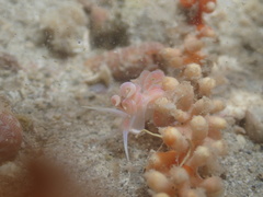 Phyllodesmium