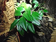 Disporopsis pernyi