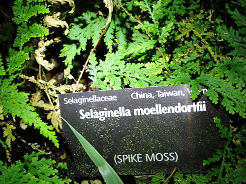 Selaginella moellendorffii, photograph 2