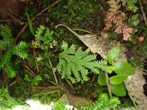 Selaginella moellendorffii, photograph 3
