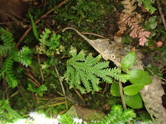 Selaginella moellendorffii, photograph (c) naturewatchwidow, some rights reserved (CC BY)