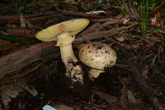 Amanita ochrophylla