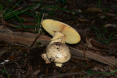 Amanita ochrophylla