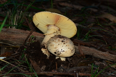 Amanita ochrophylla