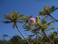 Mimosa setosissima
