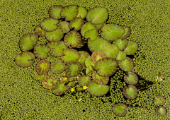 Nymphoides spinulosperma