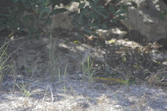 Campylorhynchus yucatanicus