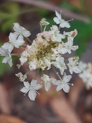 Trachymene composita
