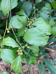 Dendrotrophe varians