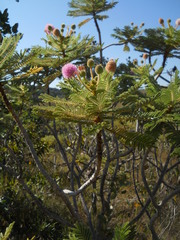 Mimosa setosissima