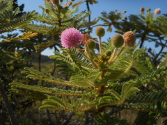 Mimosa setosissima