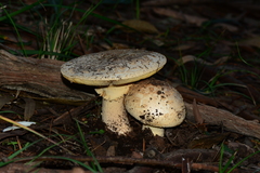 Amanita ochrophylla