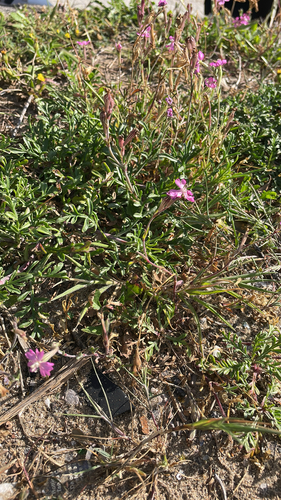 Mediterranean Catchfly