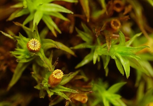 Lewinskya striata observed 2026-04-24