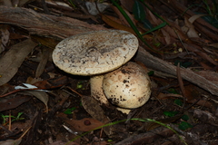 Amanita ochrophylla
