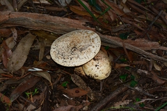 Amanita ochrophylla