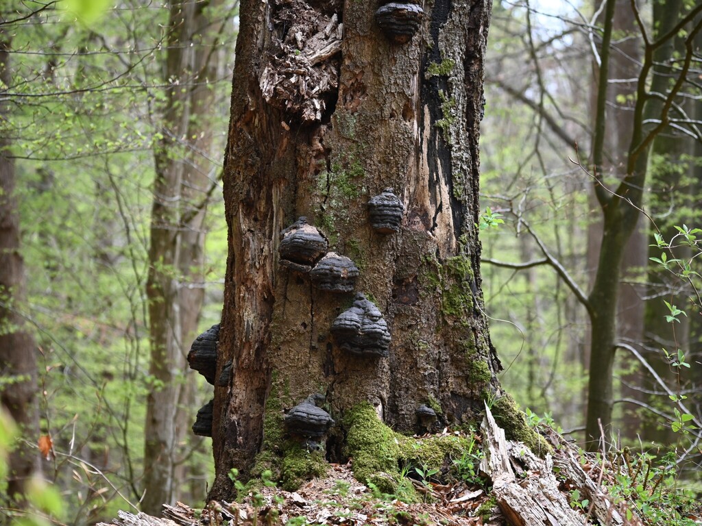 Fomes fomentarius · April 2026 · photo: © anita712 (iNaturalist, cc0)