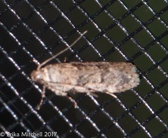 Chionodes mediofuscella