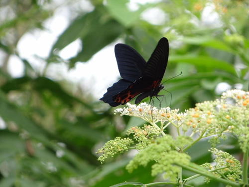 Photo of Formosan Swallowtail (Papilio thaiwanus)