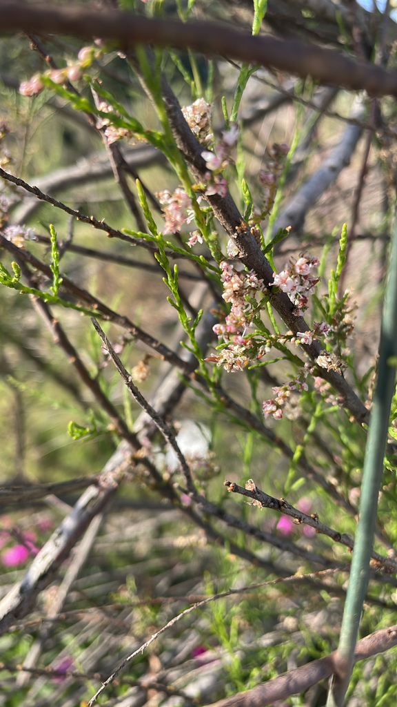 Tamaris à petites fleurs