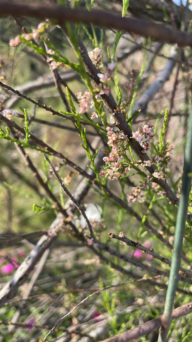 Small-flowered tamarisk