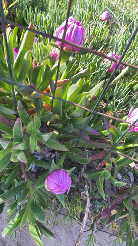 Rote Mittagsblume