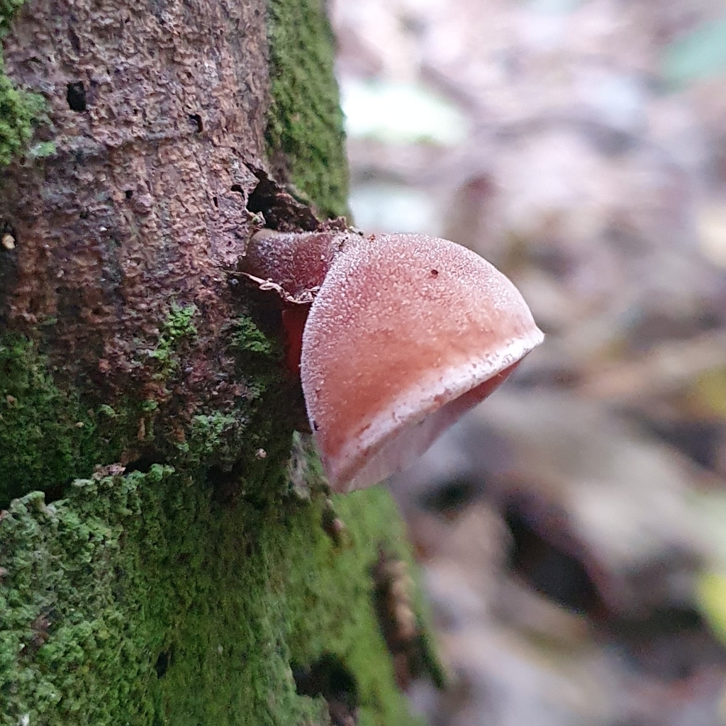 Auricularia cornea · April 2026 · photo: © corli (iNaturalist, cc-by)