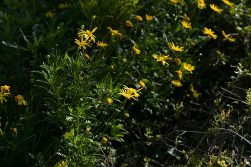 Euryops chrysanthemoides