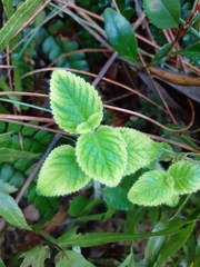 Coleus amboinicus