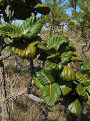 Palicourea rigida