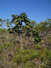 Palicourea rigida