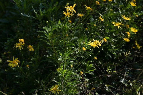 Euryops chrysanthemoides