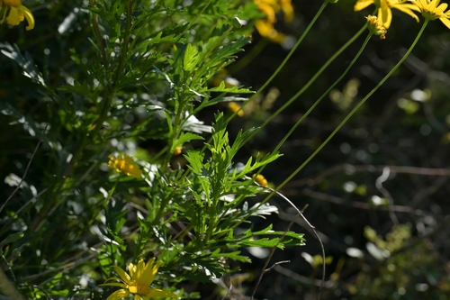 Euryops chrysanthemoides