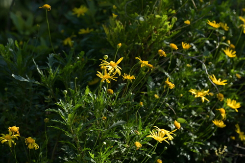 Euryops chrysanthemoides