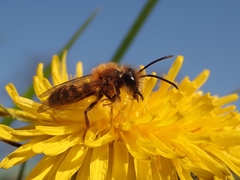 Andrena