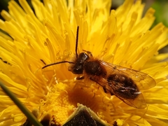 Andrena