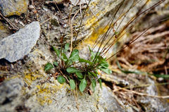 Pachycladon cheesemanii