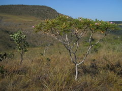 Mimosa setosissima