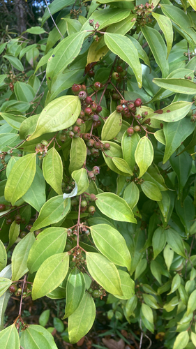 Rhodamnia acuminata, 2026-04-25