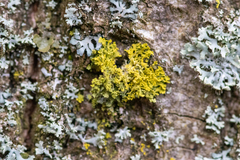 Fungi