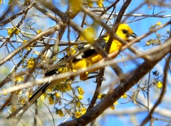 Pheucticus chrysopeplus