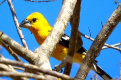 Pheucticus chrysopeplus