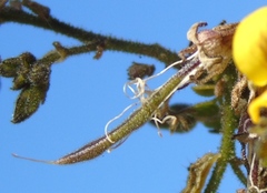 Diphysa occidentalis