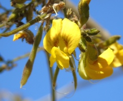 Diphysa occidentalis