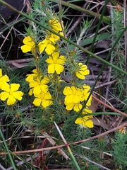 Hibbertia fasciculata