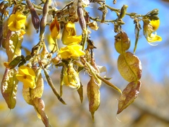 Diphysa occidentalis