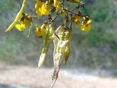 Diphysa occidentalis